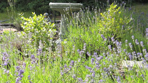 Superior Herbals lavender bed