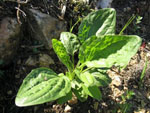 Superior Herbals wild plantain